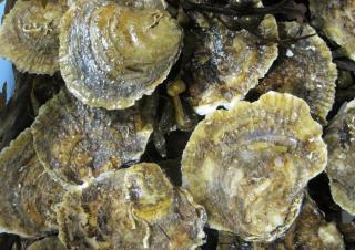 European oysters