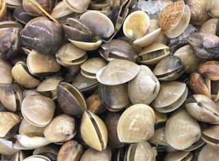 Hardshell clams
